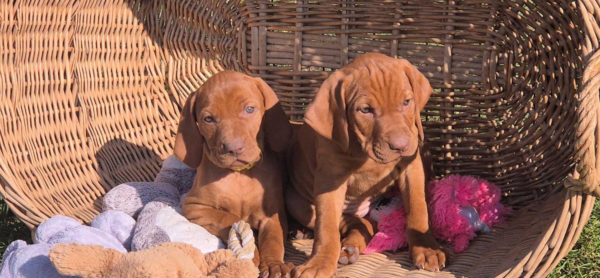 Magyar Vizla vom Wartberg Welpen 4 Wochen