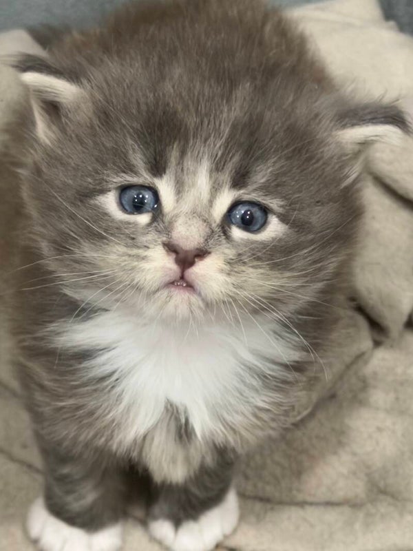 Chaton Main Coon non LOOF femelle