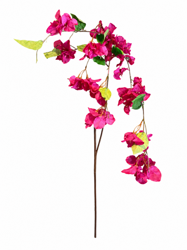 Kunst bougainillea