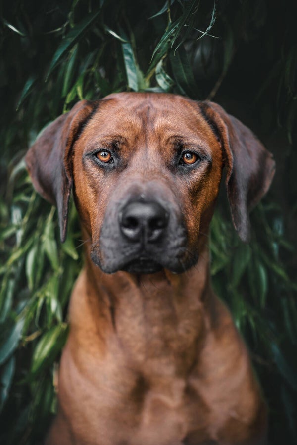 Honden pakket