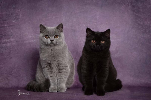 Kattenpakket