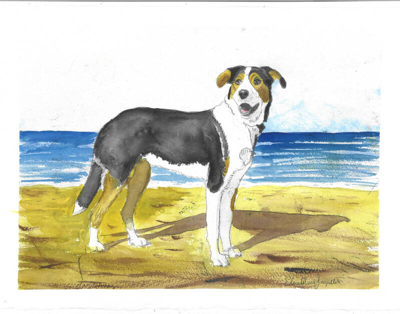 Acquerello, Paco (cane molto affascinante che scruta l'orizzonte, con il mare di sfondo)