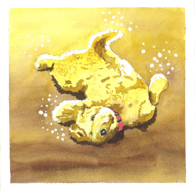 Acquerello, Miranda (irresistibile cane a pancia all'aria)