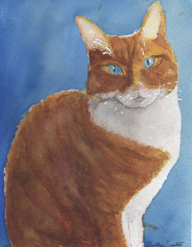 Acquerello, gatto rosso