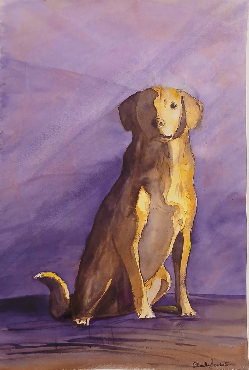 acquerello, cane giallo su sfondo viola, 2026 (35×50)