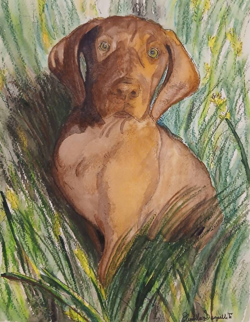 Acquerello - Etna (cagnolina nel prato) 2026
