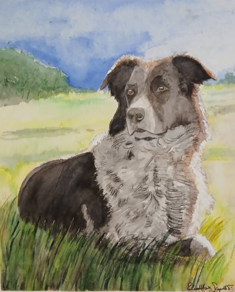 Acquerello - cane in controluce su un prato - Panunzio cane cazzaro (2026) 