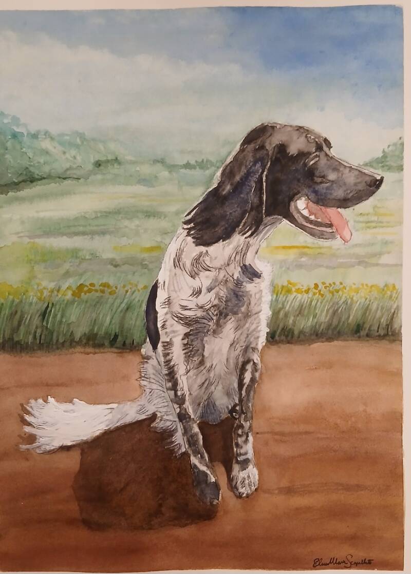 Acquerello (30x40) - Matilde in caccia di amore - cane da caccia bianco e nero con prato