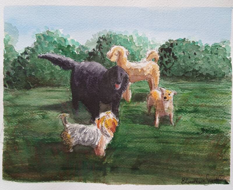 Acquerello - le Veneri in pelliccia - Anzio 2026 (quattro splendide cagnoline al parco) 