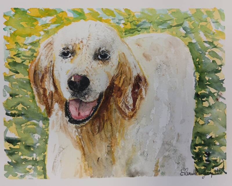 acquerello - Dyron - Anzio 2026 (setter bianco con sfondo verde)