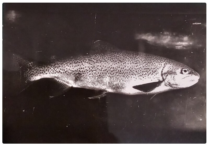 Carte postale poisson saumon de fontaine