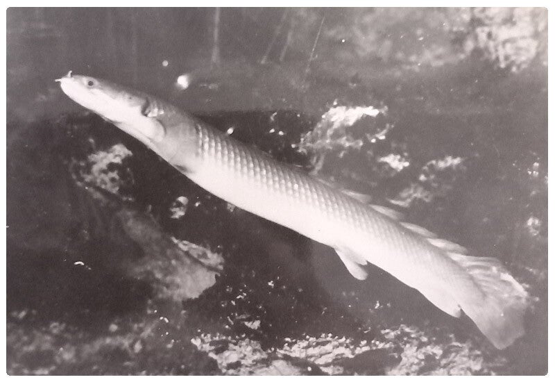 Carte postale poisson polypterus