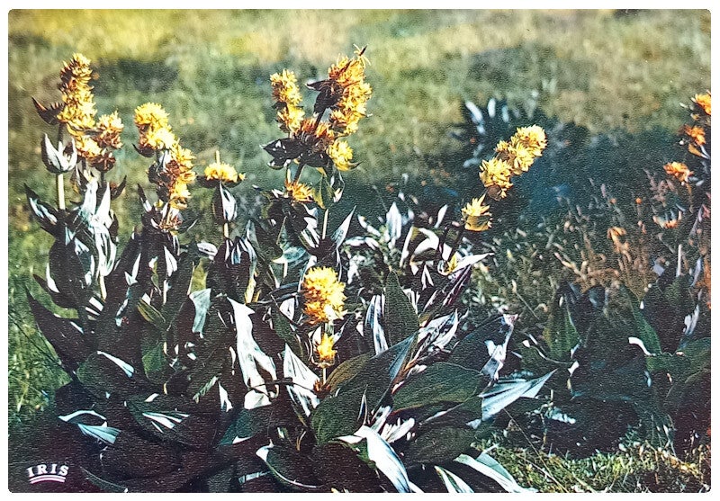 Carte postale flore de montagne gentiane