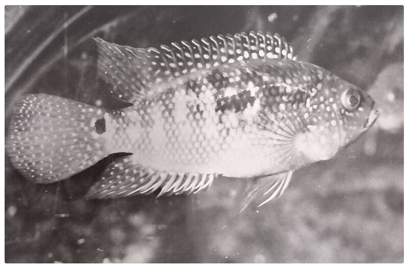 Carte postale poisson cichlasoma