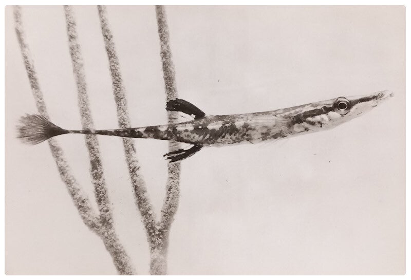 Carte postale poisson épinoche de mer