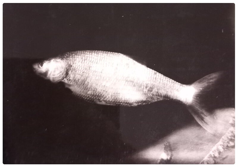 Carte postale poisson orfe ou ide mélanote