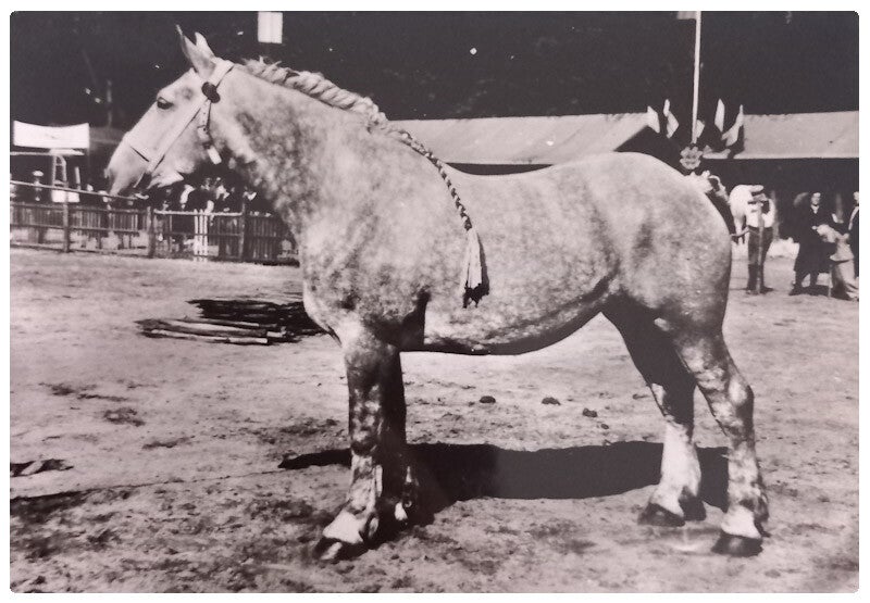 Percheron avec publicité médical