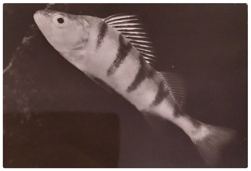 Carte postale poisson perche