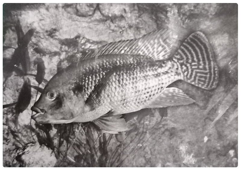Carte postale poisson tilapia mossambica