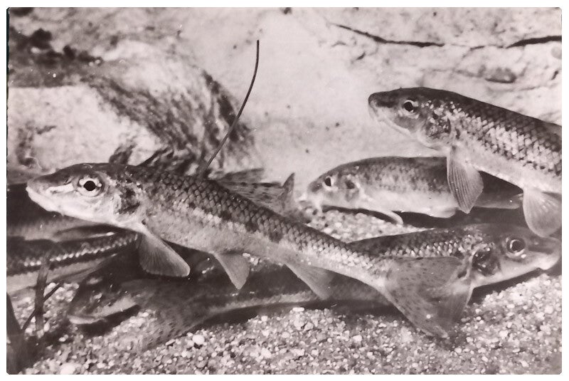 Carte postale poisson gobio gobio ou goujon