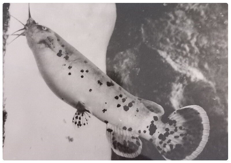 Carte postale poisson malaptrus électricus