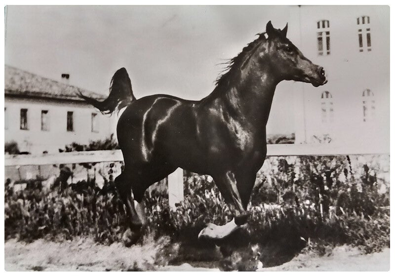 Jument arabe avec publicité médical