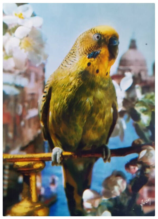 Carte fantaisie oiseaux