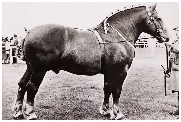 Étalon suffolk avec publicité médical