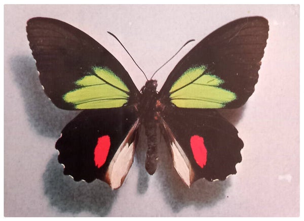 Carte postale papillon