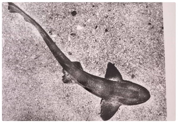 Carte postale poisson grande roussette