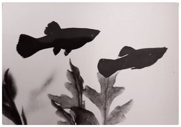 Carte postale poisson black molly