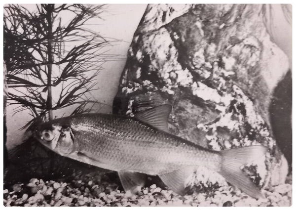 Carte postale poisson gardon