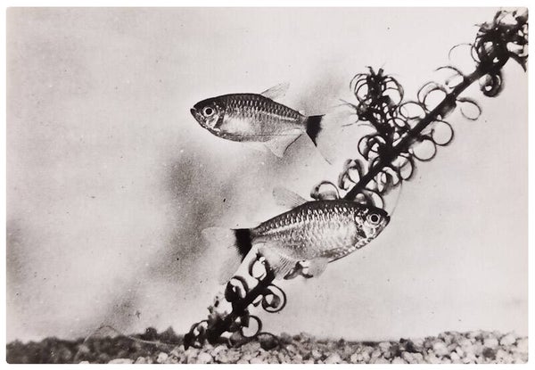 Carte postale poisson moenkhausia oligolepsis