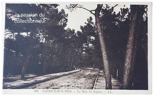 Carte postale de cayeux sur mer le bois de sapins