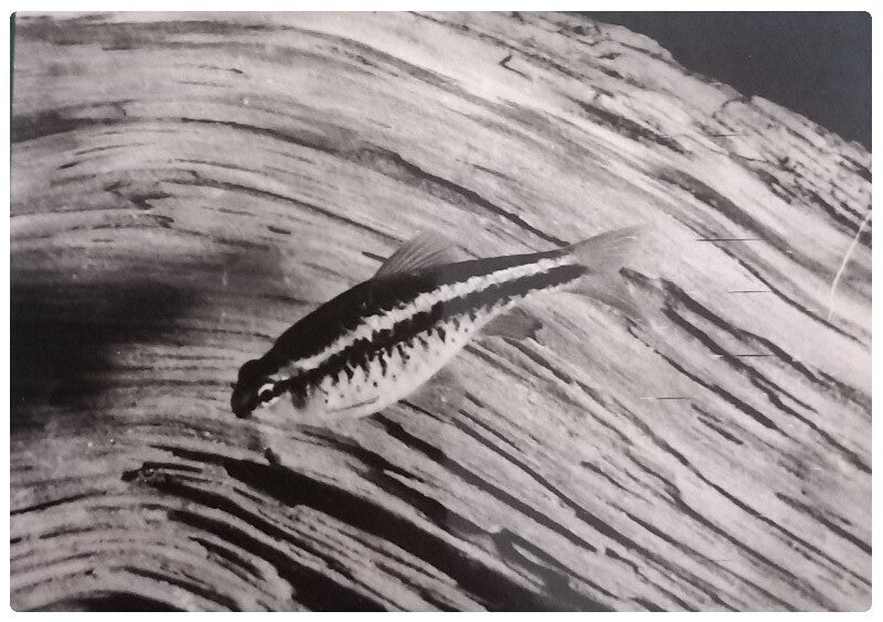 Carte postale poisson barbus titteya