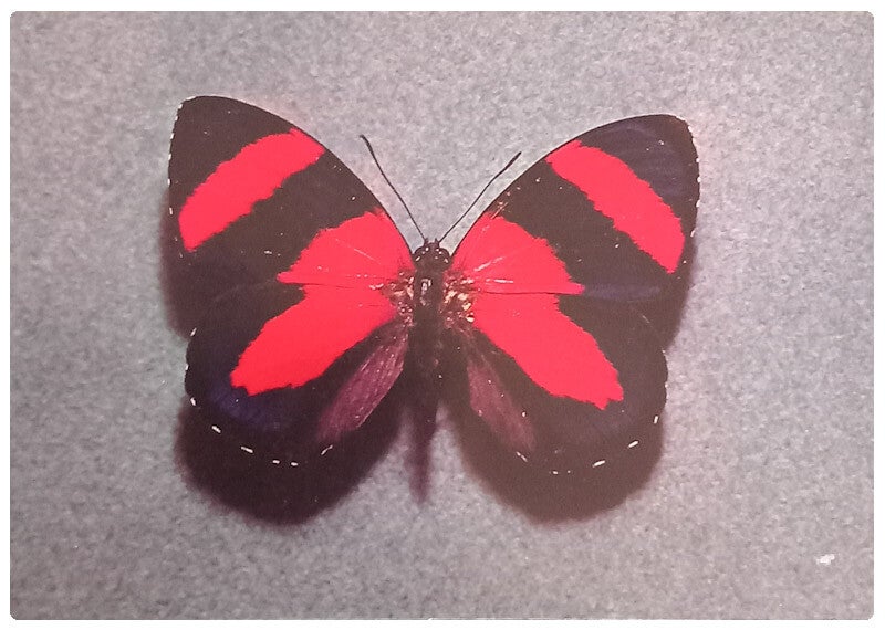 Carte postale papillon