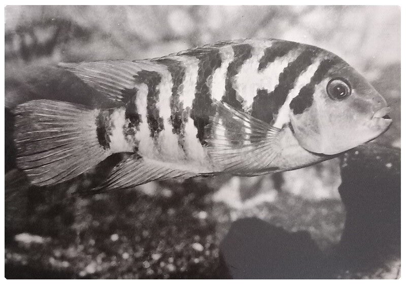 Carte postale poisson cichlasoma