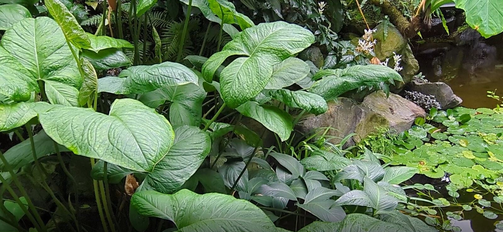 Sehr grosse Blätter in einem Sumpf  in den neuen Schauhäusern  der Kölner Flora