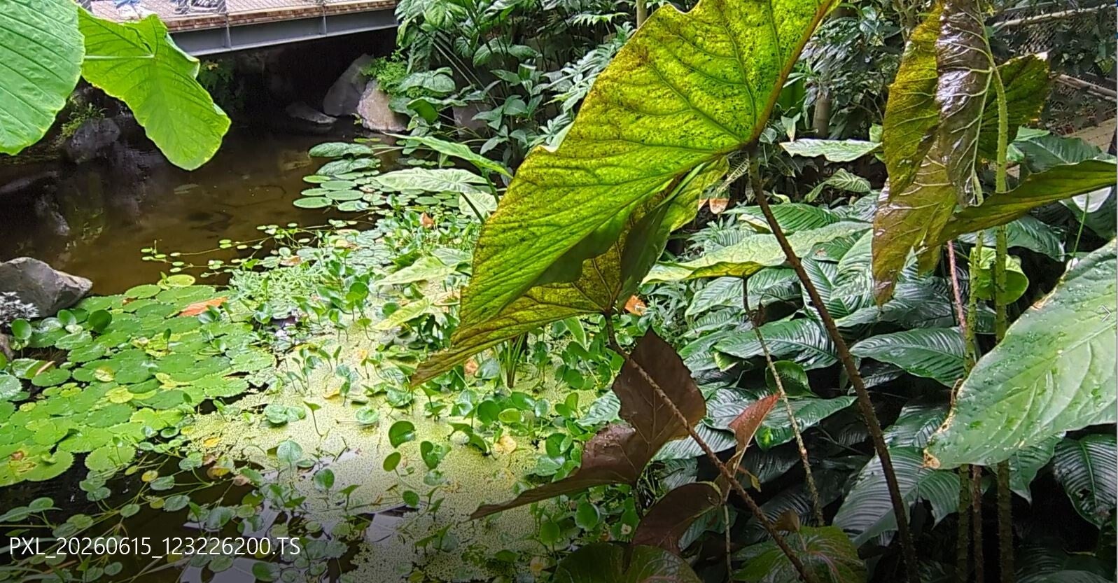 Blick auf ein sehr grosses Blatt nahe einer Wasserstelle  in den neuen Schauhäusern  der Kölner Flora