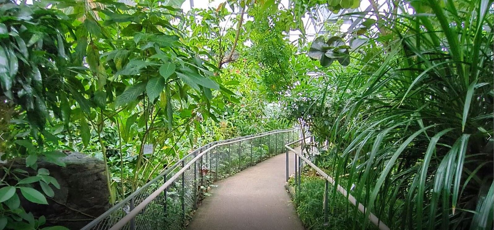 Blick auf einen Steg, der mich bis unter das Glasdach bringt  in den neuen Schauhäusern  der Kölner Flora