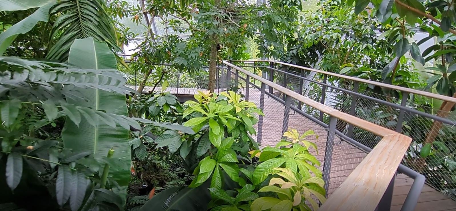 Schöner Holzsteg über den wunderbareb exotischen Pflanzen  in den neuen Schauhäusern  der Kölner Flora
