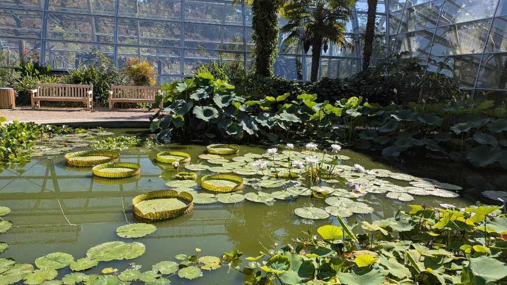 Blühende Seerosen im Teich der Kölner Flora