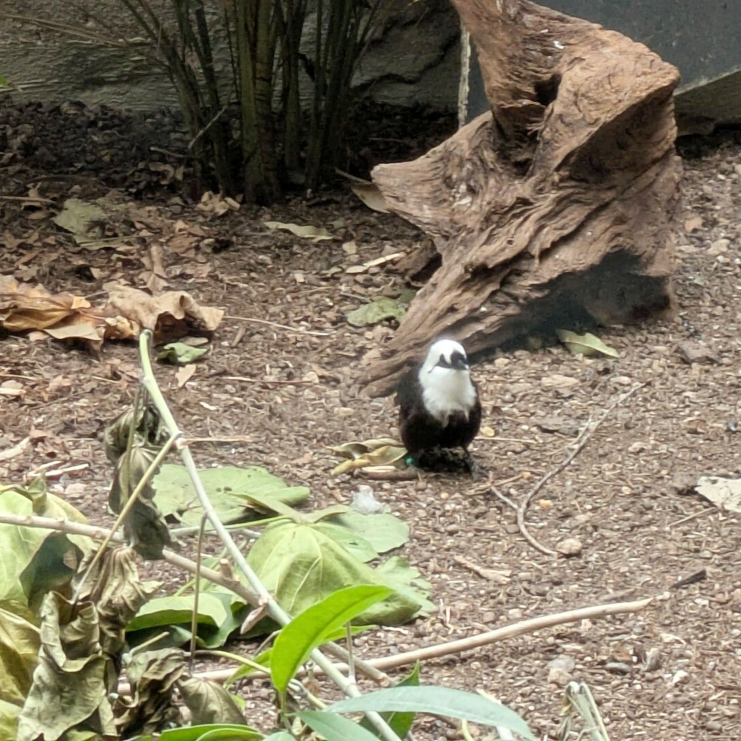Ein kleines braubraunes Baumkanguru beim Grasfressen im neuen Drachenhaus im Kölner Zoo