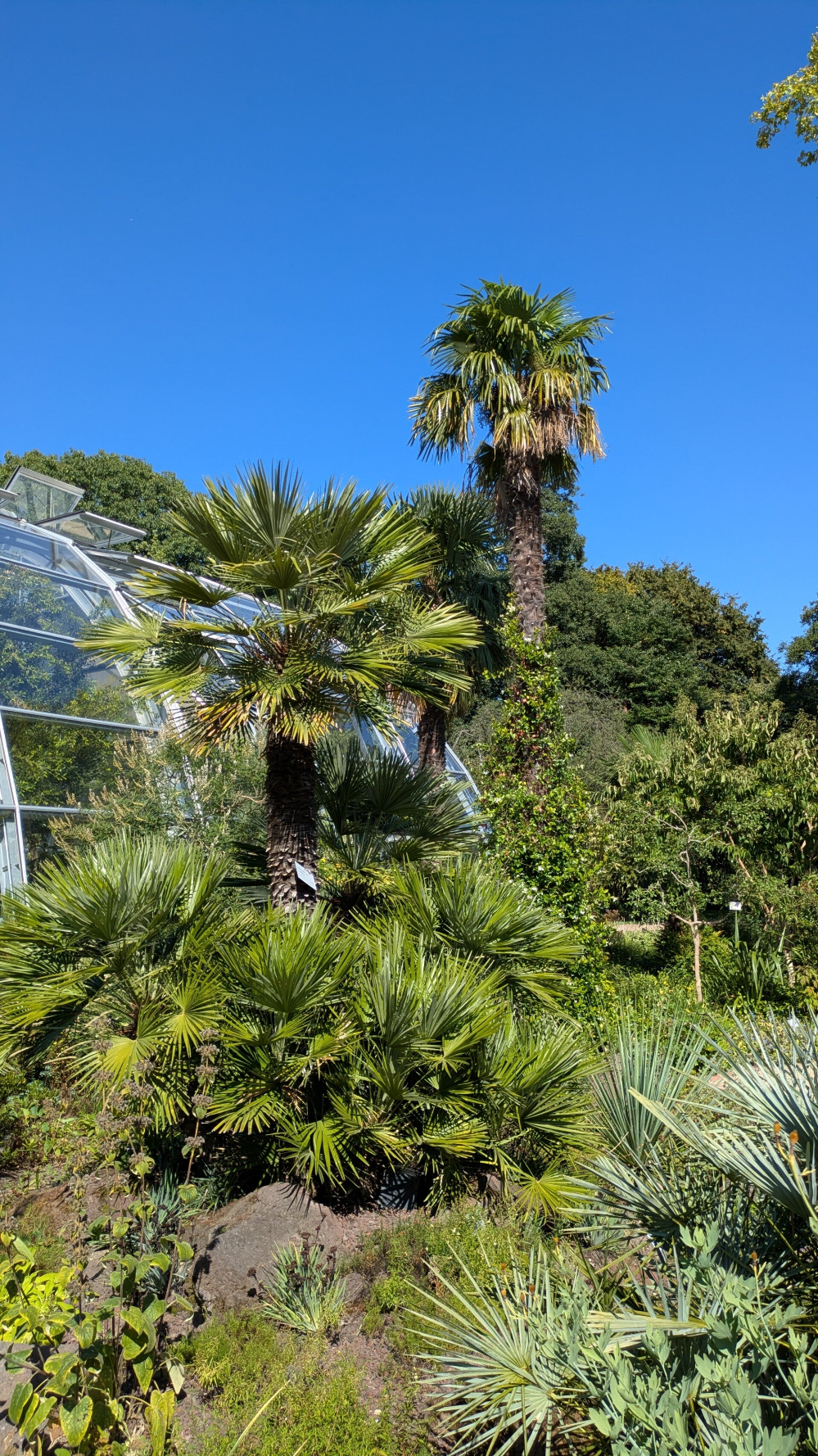 Gläserne Schau-Gewächshäuser der Flora Köln zwischen alten Bäumen