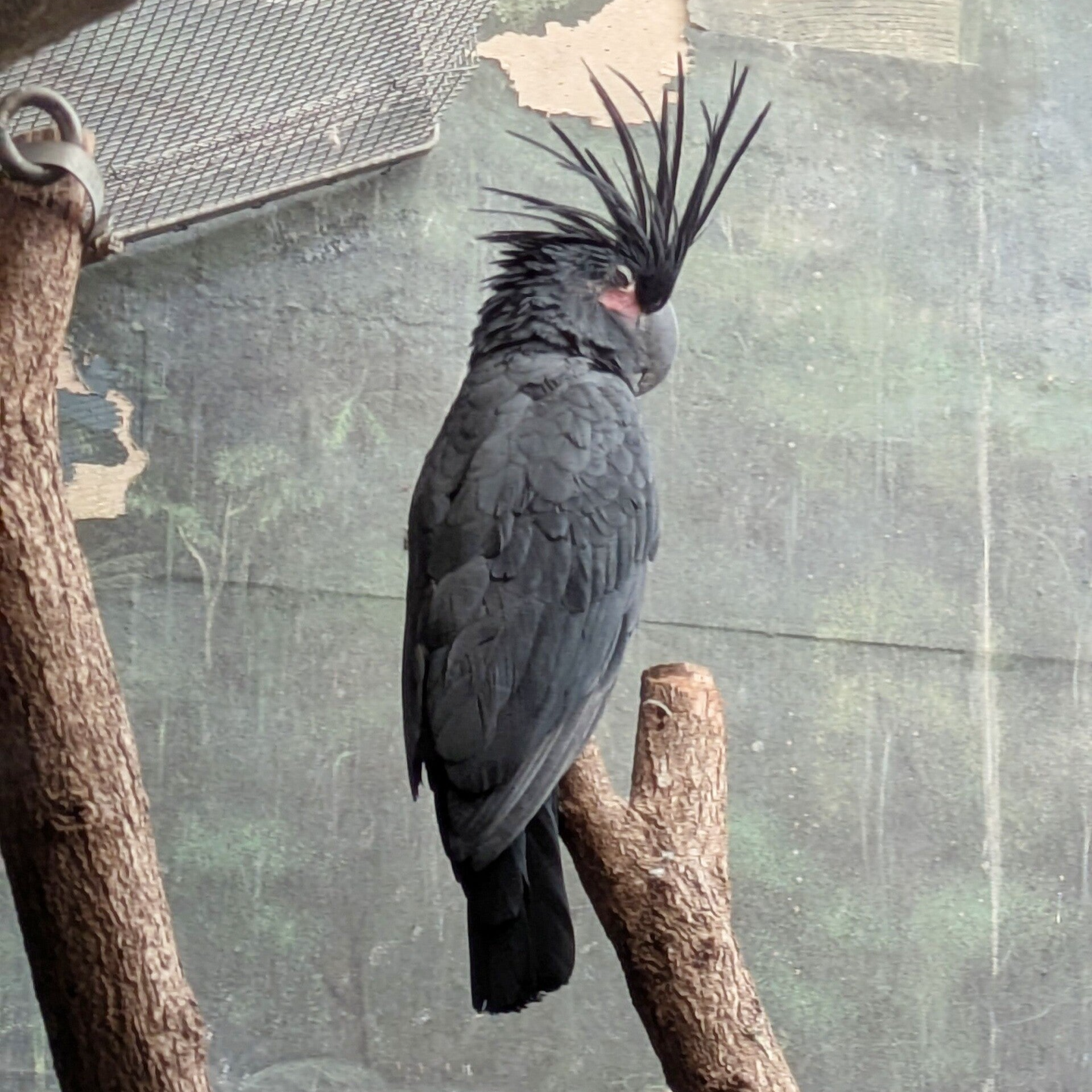 Ein sehr grosser Papagei mit stolzen Kopffeder auf einem Ast im neuen Drachenhaus im Kölner Zoo