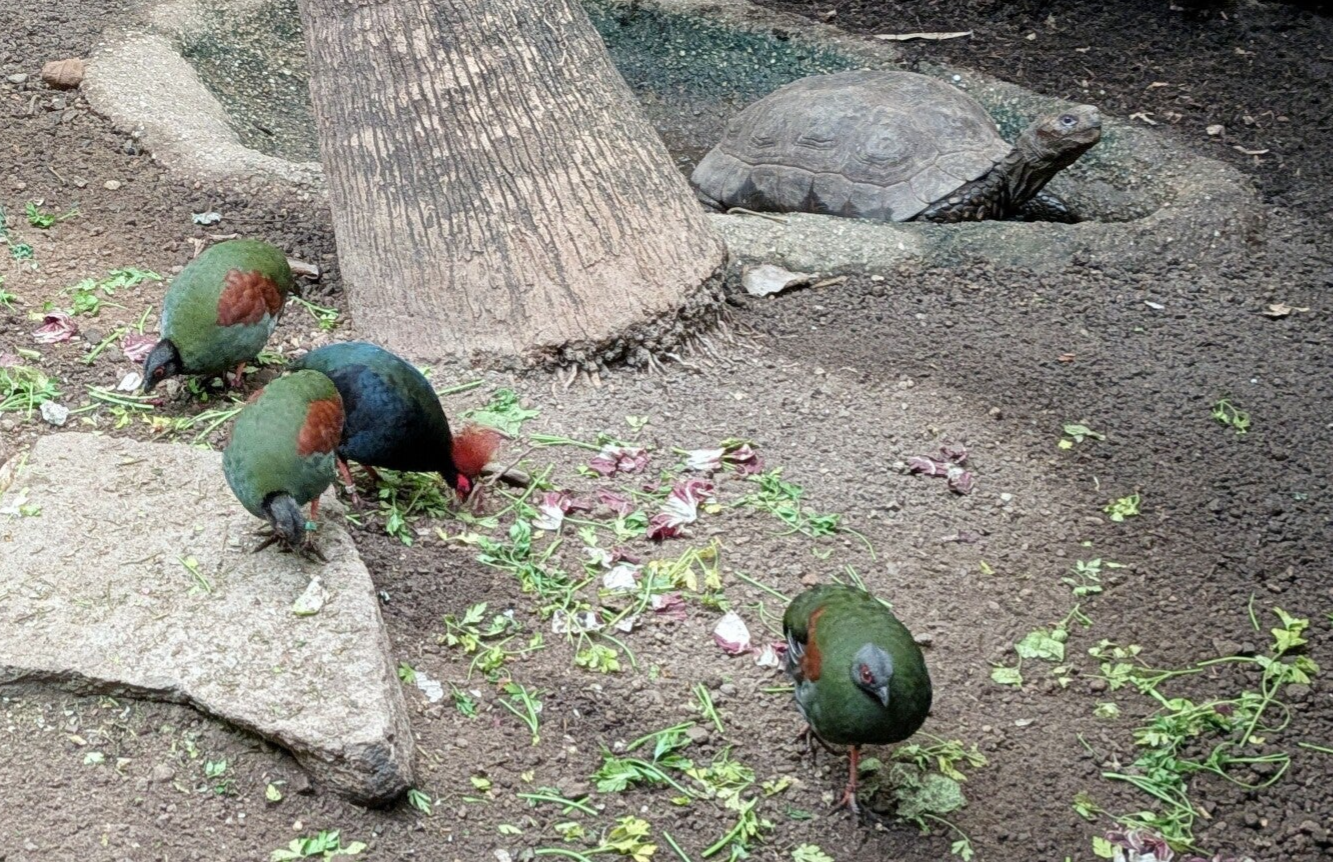 Bunte pickende Bodenvögel und eine braune Landschildkröte im neuen Drachenhaus im Kölner Zoo