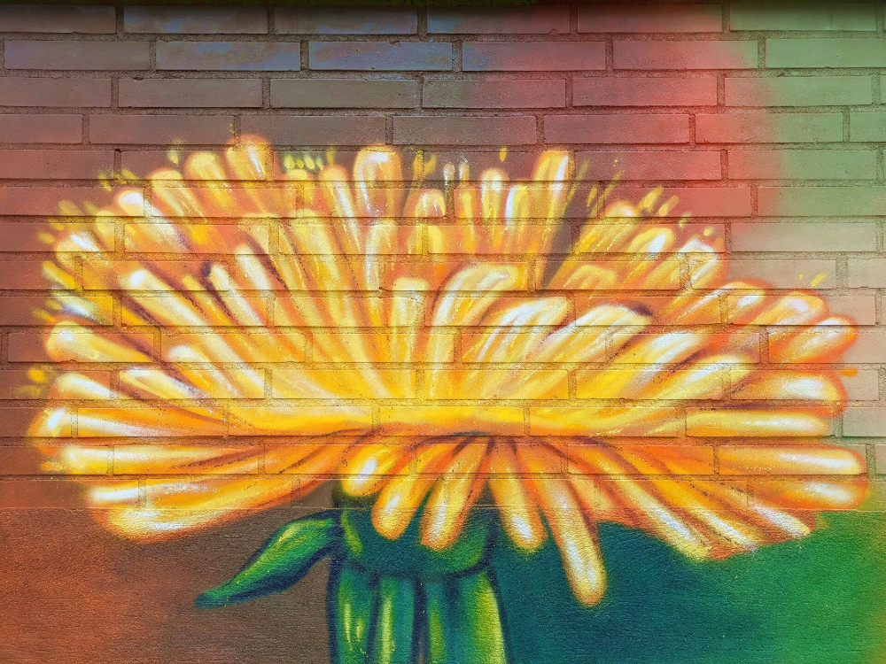 Butterblume als Wandbild auf einer Hausfassade – StreetArt Kalk