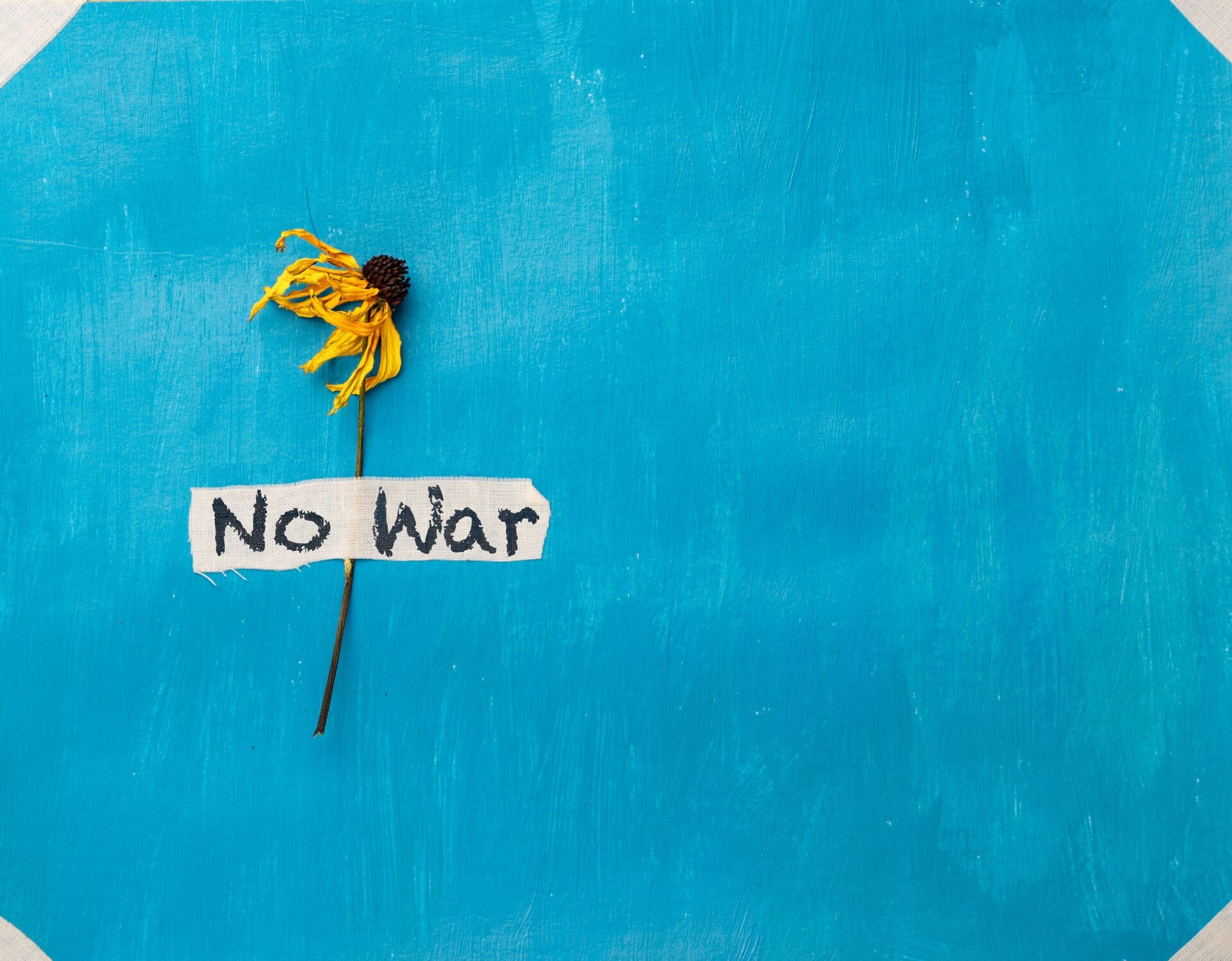 Kleine gelbe Blume vor blauem Hintergrund mit dem Schild „no war“ – Einladung zum Antikriegstag in Köln