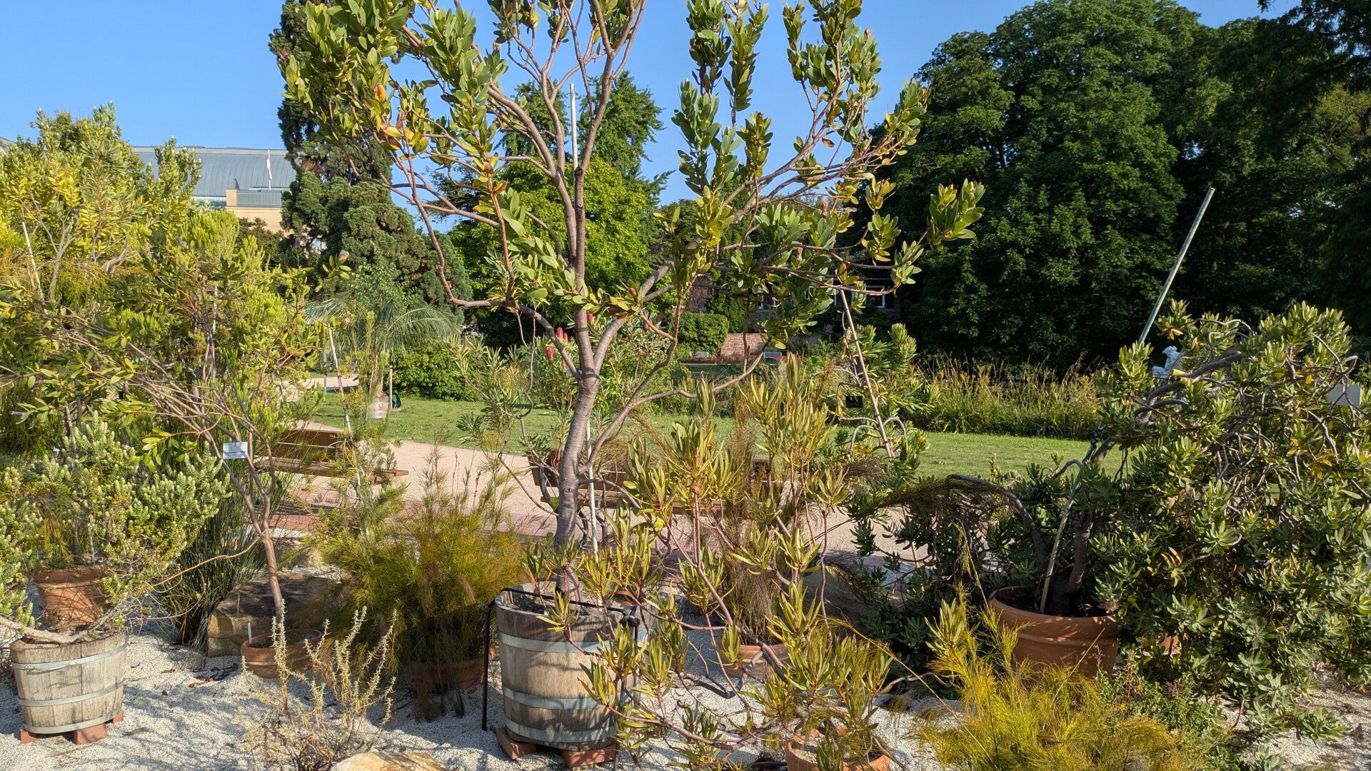 Gläserne Schau-Gewächshäuser der Flora Köln zwischen alten Bäumen
