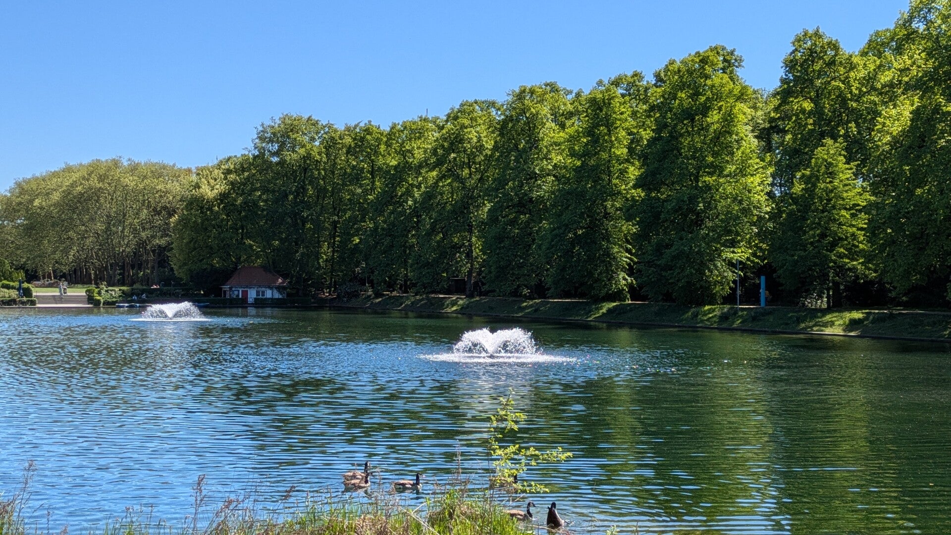 Eine kleine Entenfamilie auf dem sonnenglitzernden Weiher im Blücherpark